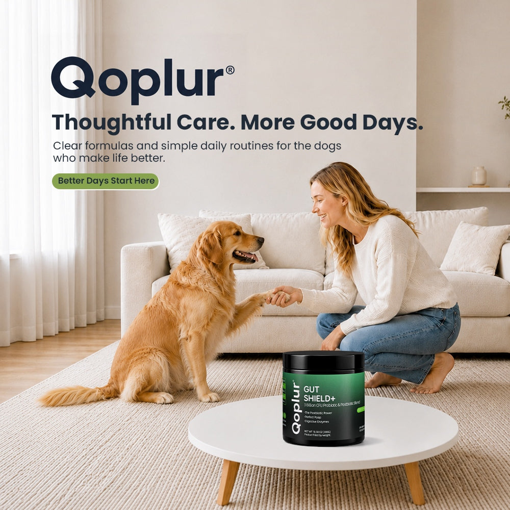 Qoplur Probiotic Chews for Dogs with Prebiotics & Postbiotics, Digestive Support, 120 Count