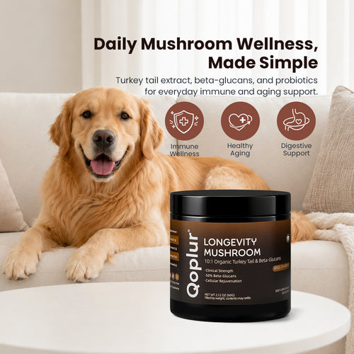 Qoplur Turkey Tail Mushroom Powder for Dogs, 10:1 Fruiting Body Extract & Beta-Glucans, 60 Scoops