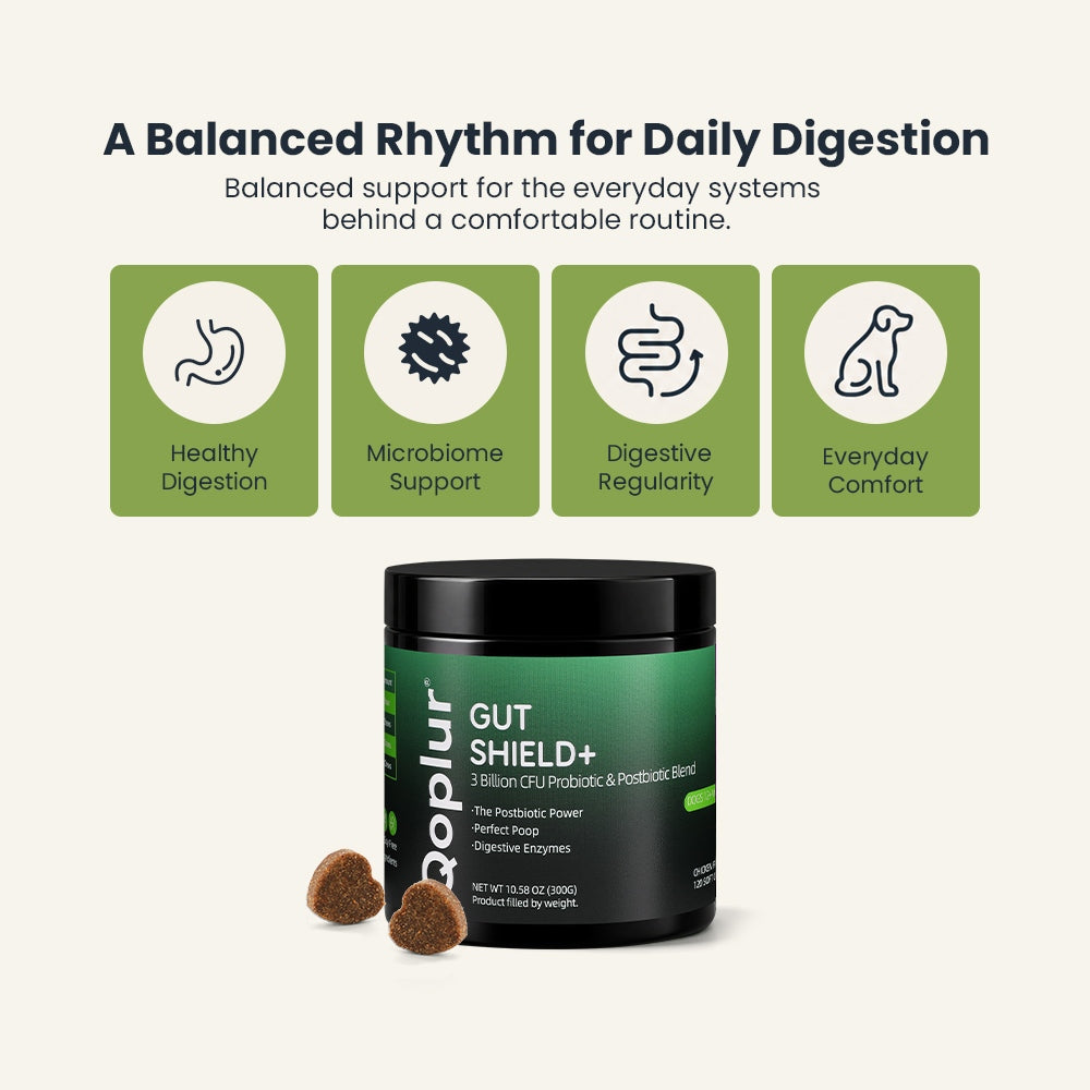 Qoplur Probiotic Chews for Dogs with Prebiotics & Postbiotics, Digestive Support, 120 Count