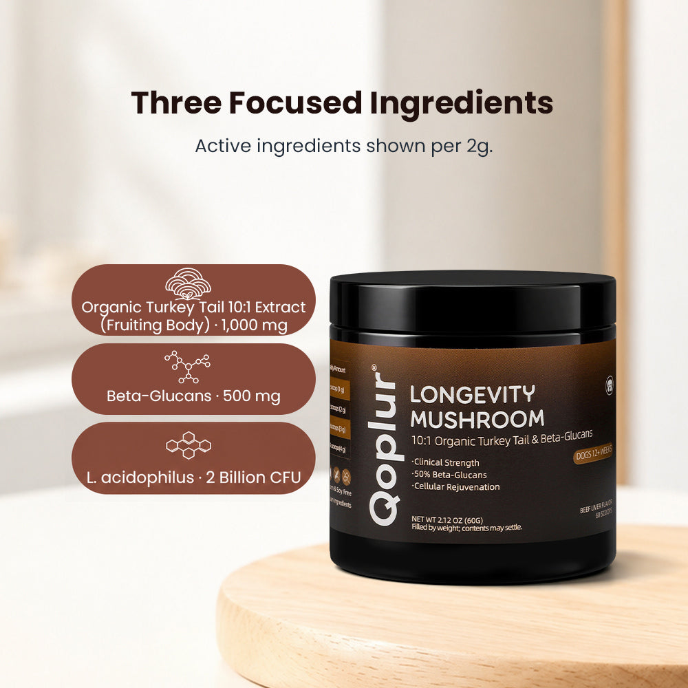 Qoplur Turkey Tail Mushroom Powder for Dogs, 10:1 Fruiting Body Extract & Beta-Glucans, 60 Scoops