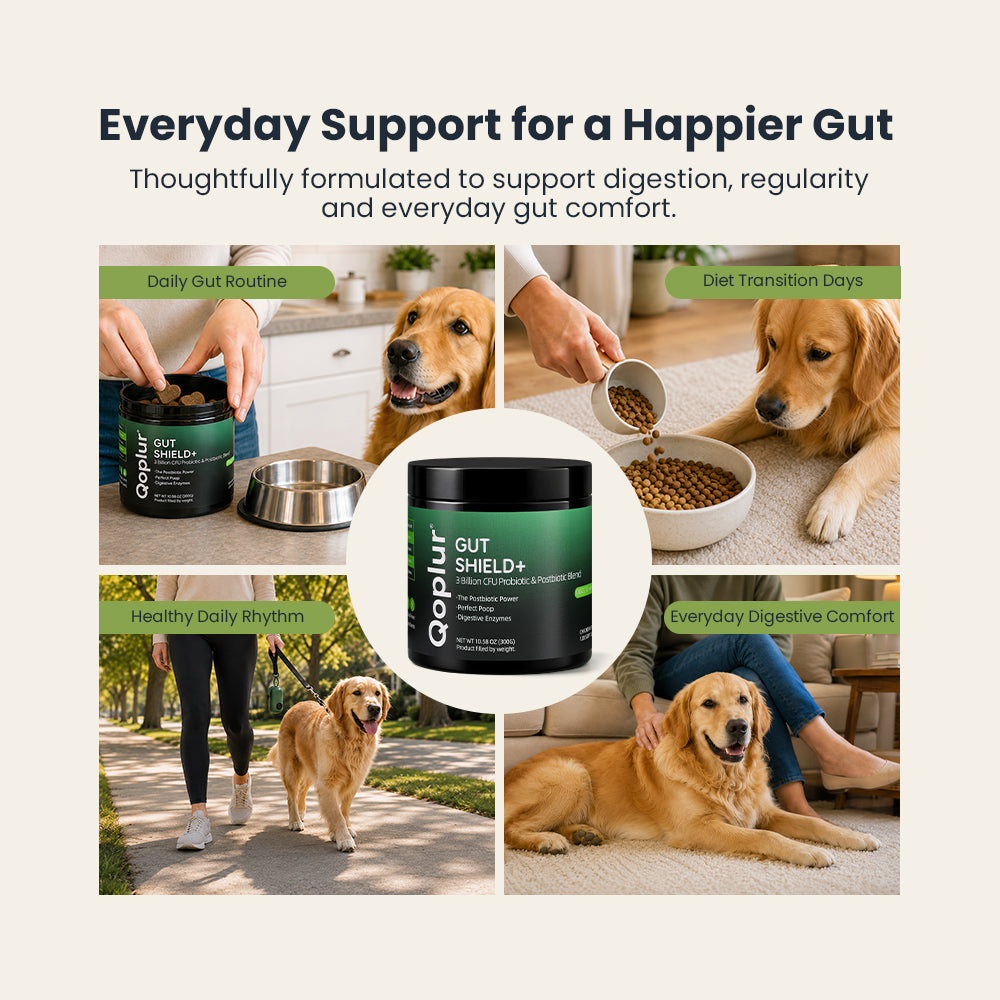Qoplur Probiotic Chews for Dogs with Prebiotics & Postbiotics, Digestive Support, 120 Count