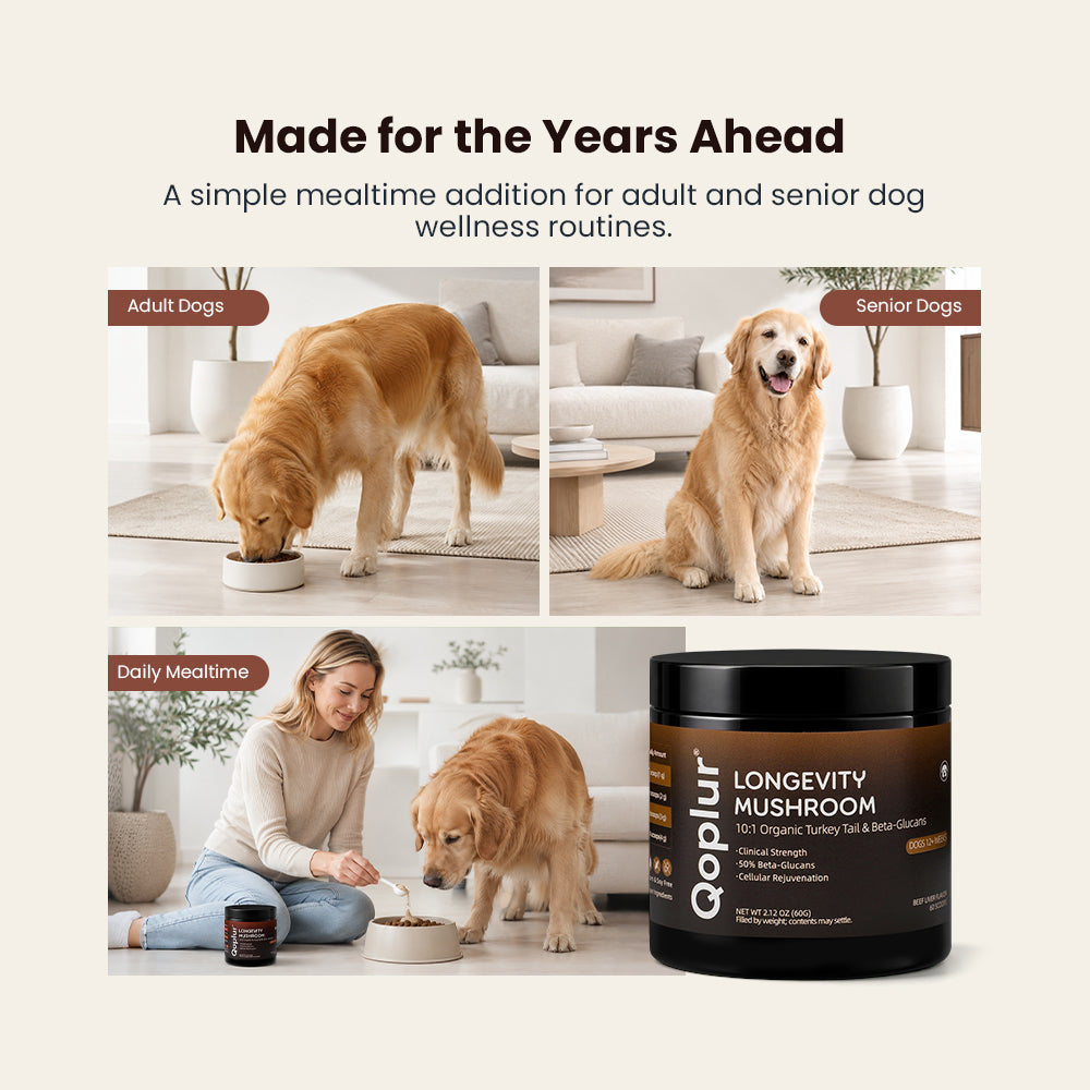 Qoplur Turkey Tail Mushroom Powder for Dogs, 10:1 Fruiting Body Extract & Beta-Glucans, 60 Scoops