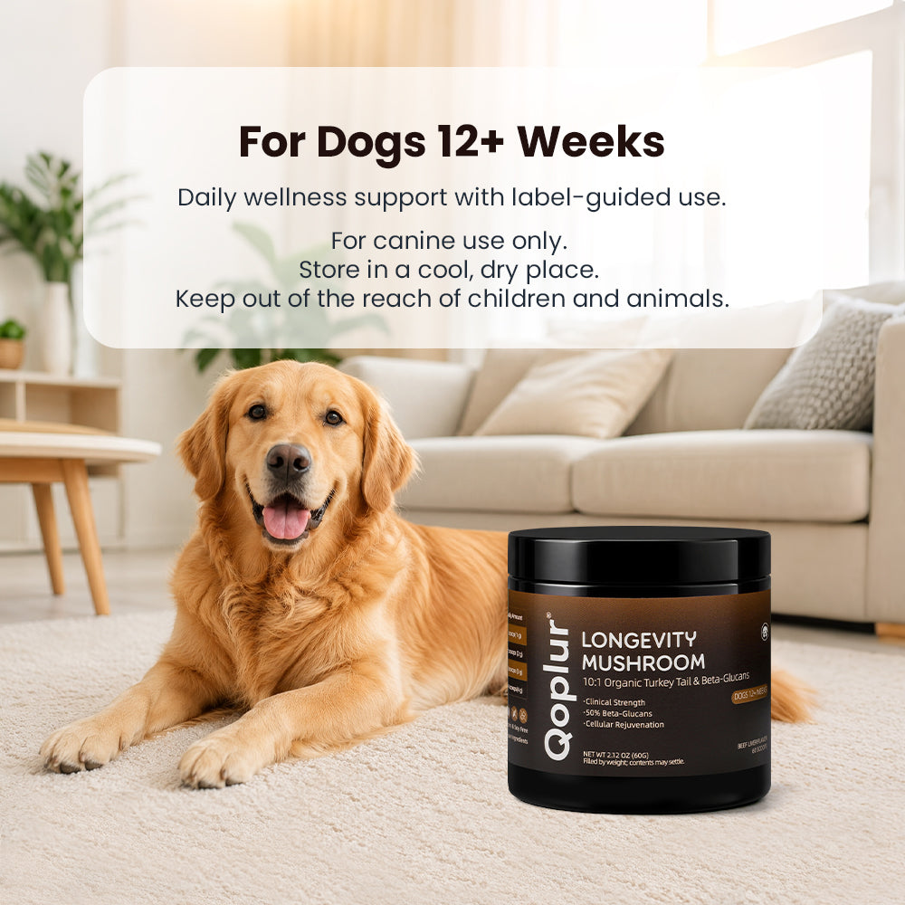 Qoplur Turkey Tail Mushroom Powder for Dogs, 10:1 Fruiting Body Extract & Beta-Glucans, 60 Scoops