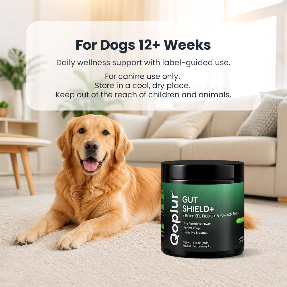 Qoplur Probiotic Chews for Dogs with Prebiotics & Postbiotics, Digestive Support, 120 Count